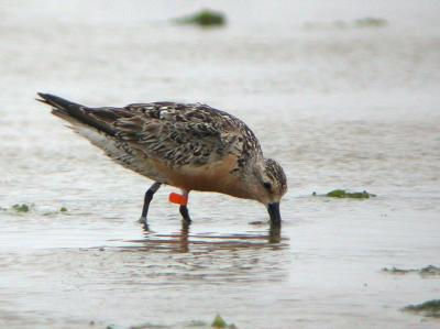 g3/58/287858/3/58575962.050813RedKnot0007.jpg
