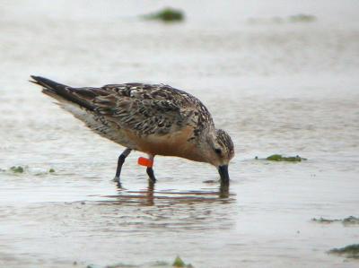 Red Knot