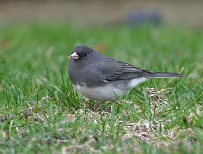 Dark-eyed Junco (Slate-colored)