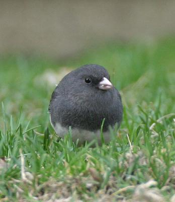 Dark-eyed Junco (Slate-colored)