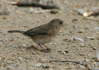 Dark-eyed Junco (Slate-colored)