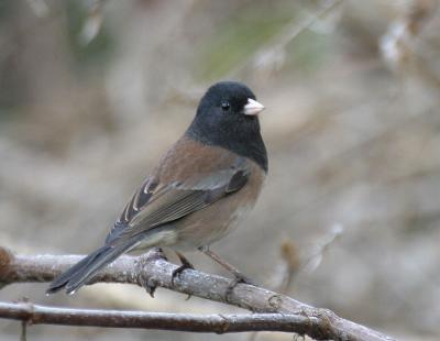 Dark-eyed Junco (Oregon)