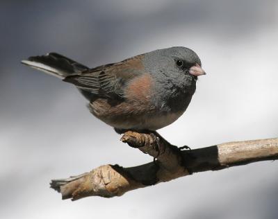 Dark-eyed Junco (Pink-sided)