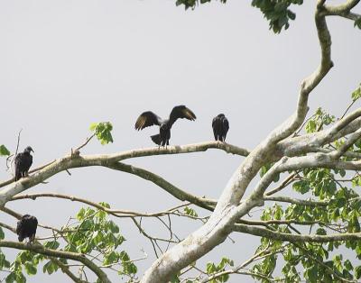 Black Vulture