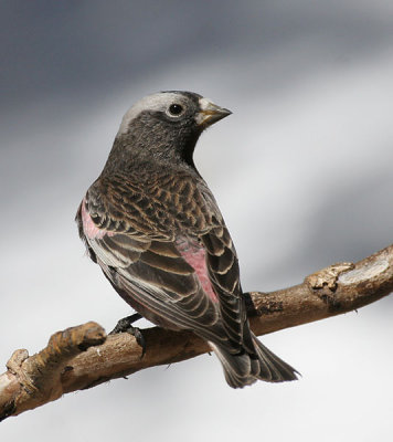 Black Rosy-Finch