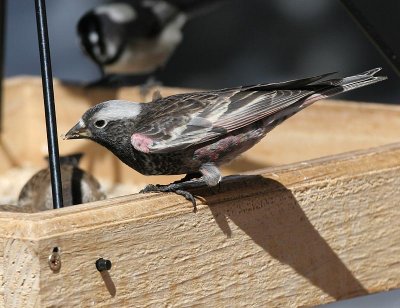 Black Rosy-Finch