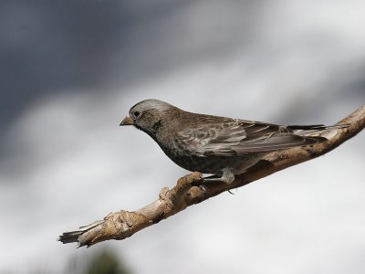 Black Rosy-Finch