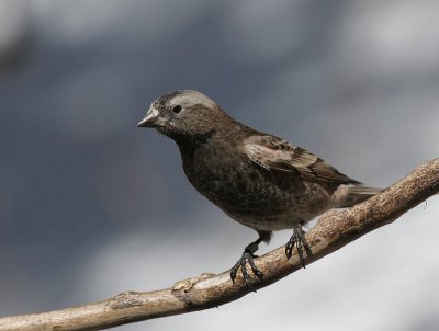 Black Rosy-Finch