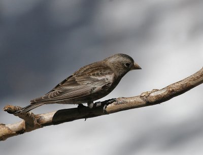 Black Rosy-Finch