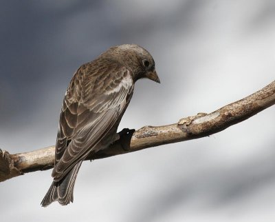 Black Rosy-Finch