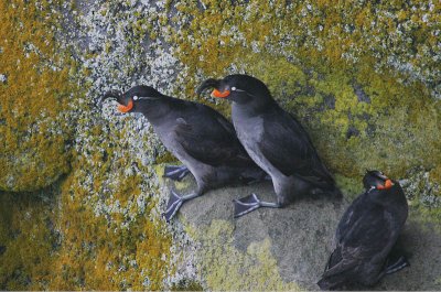 Crested Auklet