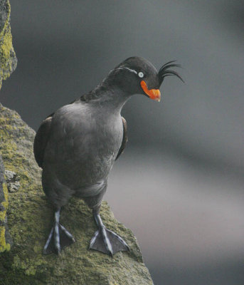 Crested Auklet