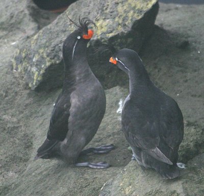 Crested Auklet