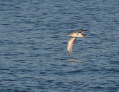 Black-vented Shearwater