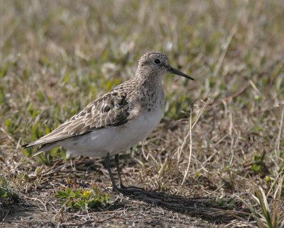 Baird's Sandpiper