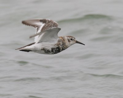 Pribilof Rock Sandpiper