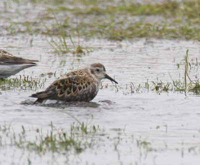 Pribilof Rock Sandpiper