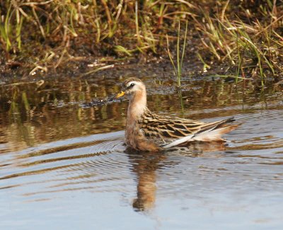 Red Phalarope