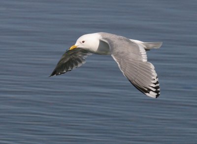 Short-billed Gull