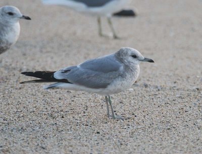 Short-billed Gull