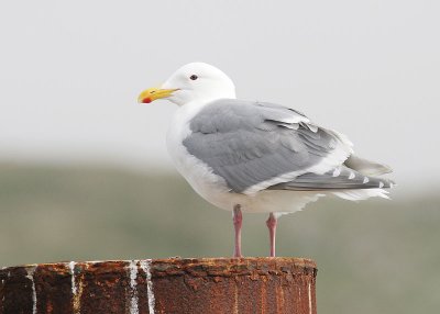 Glaucous-winged Gull