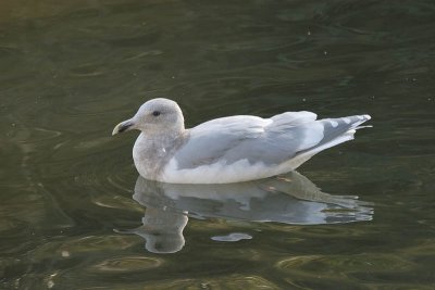 Glaucous-winged Gull