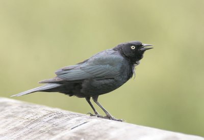 Brewer's Blackbird