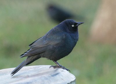 Brewer's Blackbird