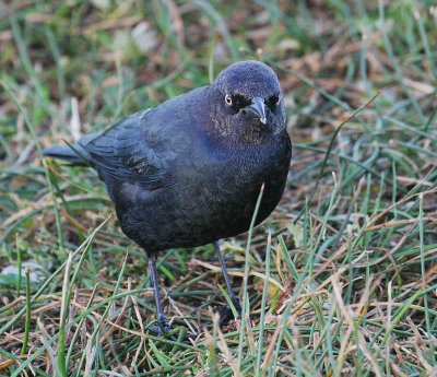 Brewer's Blackbird