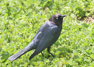 Brewer's Blackbird