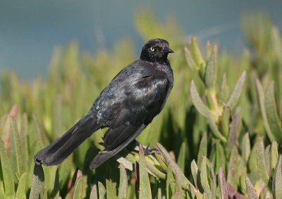 Brewer's Blackbird