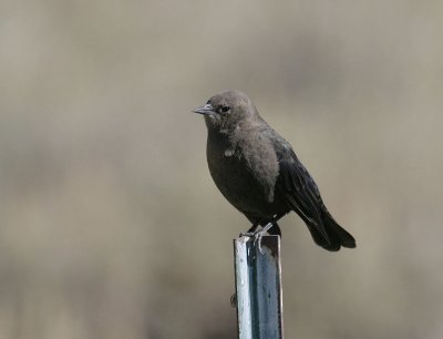 Brewer's Blackbird