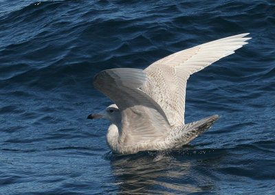 Glaucous Gull