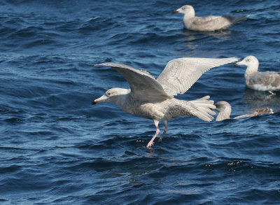 Glaucous Gull