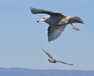 Glaucous Gull