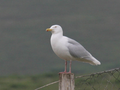 Glaucous Gull