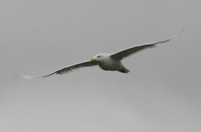 Glaucous Gull