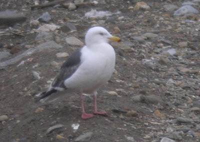 Slaty-backed Gull