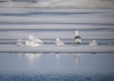 Slaty-backed Gull & Glaucous Gulls