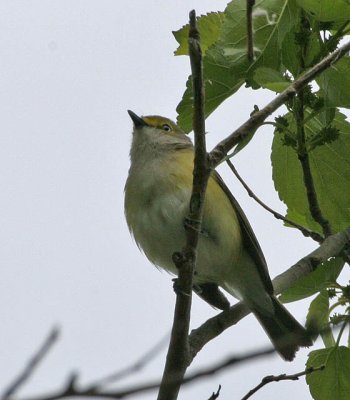 White-eyed Vireo, northern form