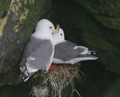 Red-legged Kittiwake