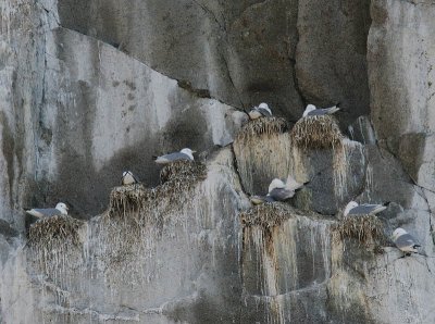 Black-legged Kittiwake