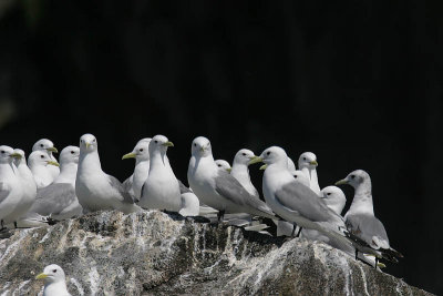 Black-legged Kittiwake