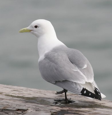 Black-legged Kittiwake