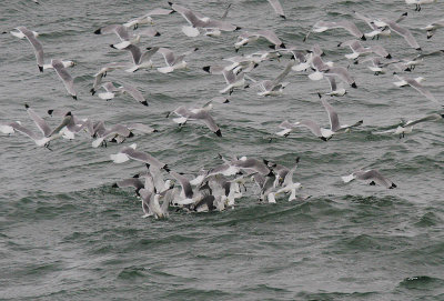 Black-legged Kittiwake