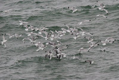 Black-legged Kittiwake