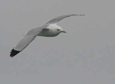 Black-legged Kittiwake