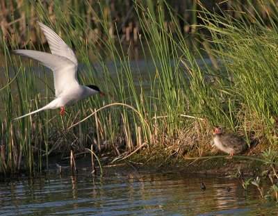 Arctic Tern