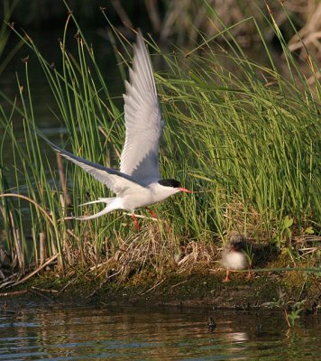 Arctic Tern