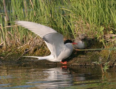 Arctic Tern